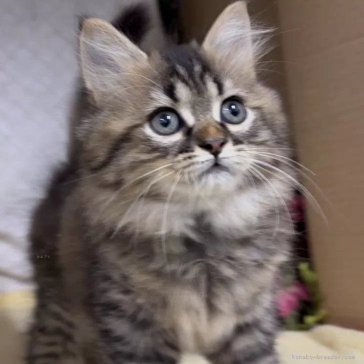 ID：2411-00088の子猫