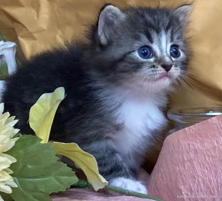 ID:2106-02513の子猫