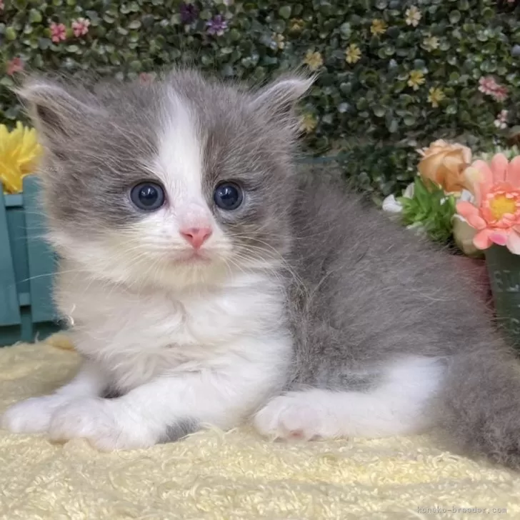 ID：2408-01734の子猫