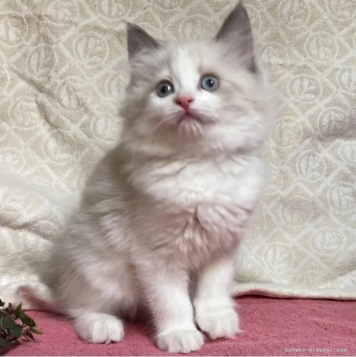 ID：2302-00825の子猫