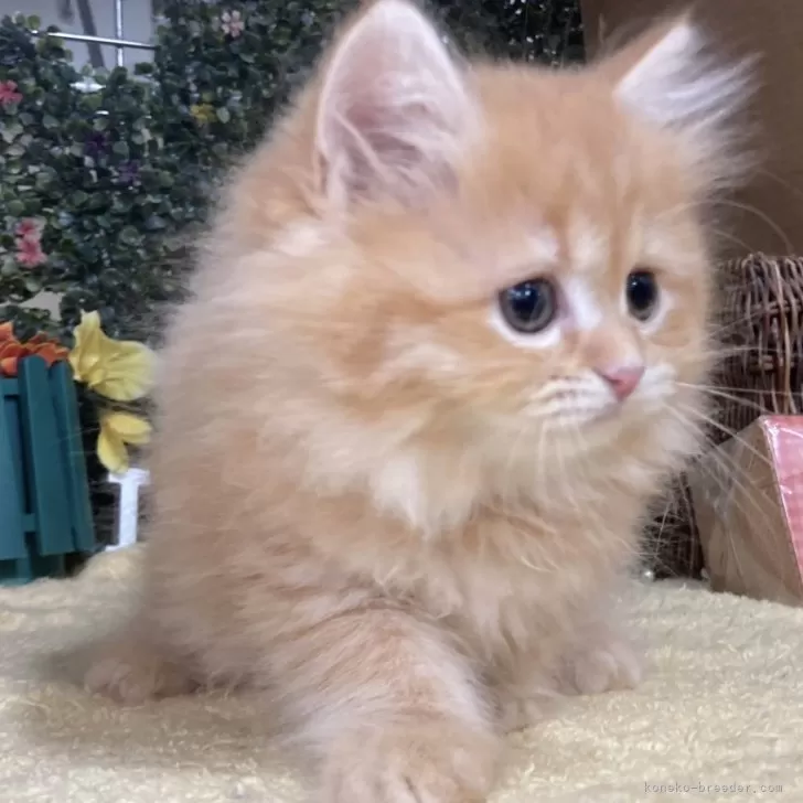 ID:2408-01058の子猫