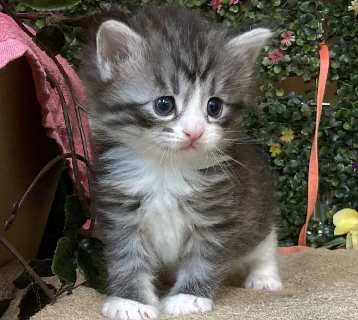 ID:2104-01882の子猫