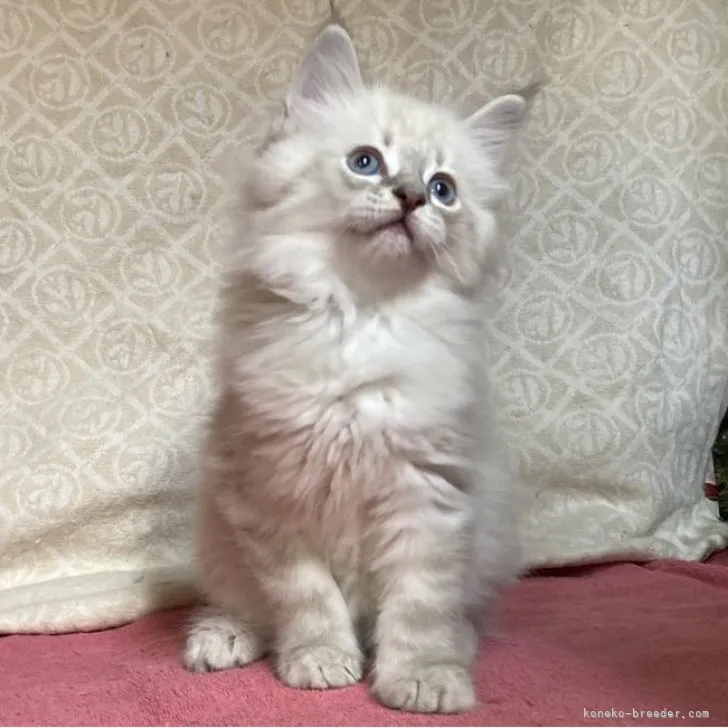 ID：2303-01072の子猫