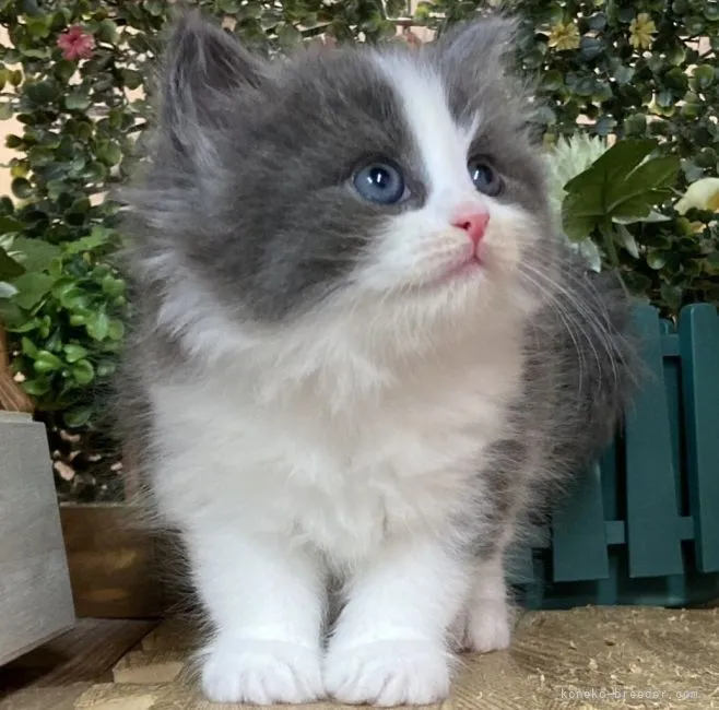 ID:2106-00671の子猫