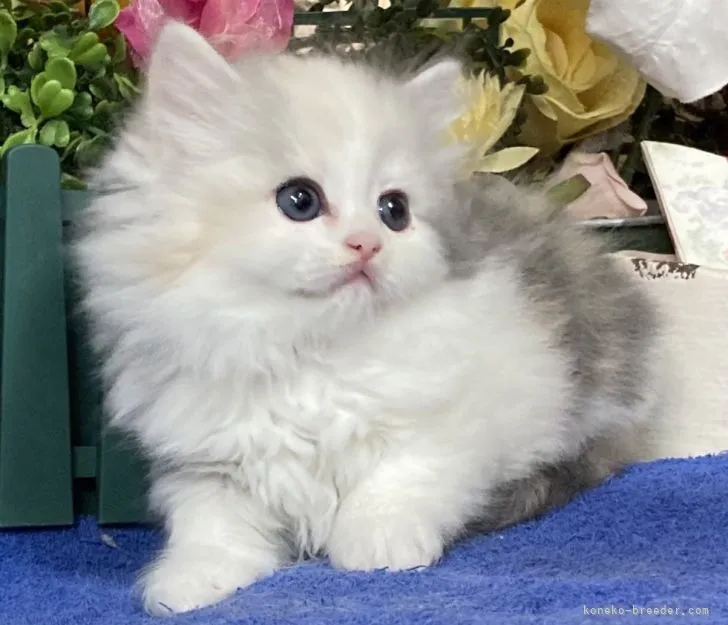 ID：2202-01267の子猫