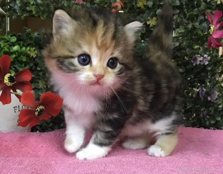 ID:2009-01303の子猫
