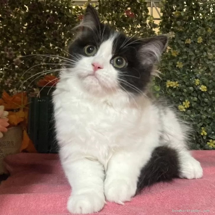 ID:2310-02747の子猫