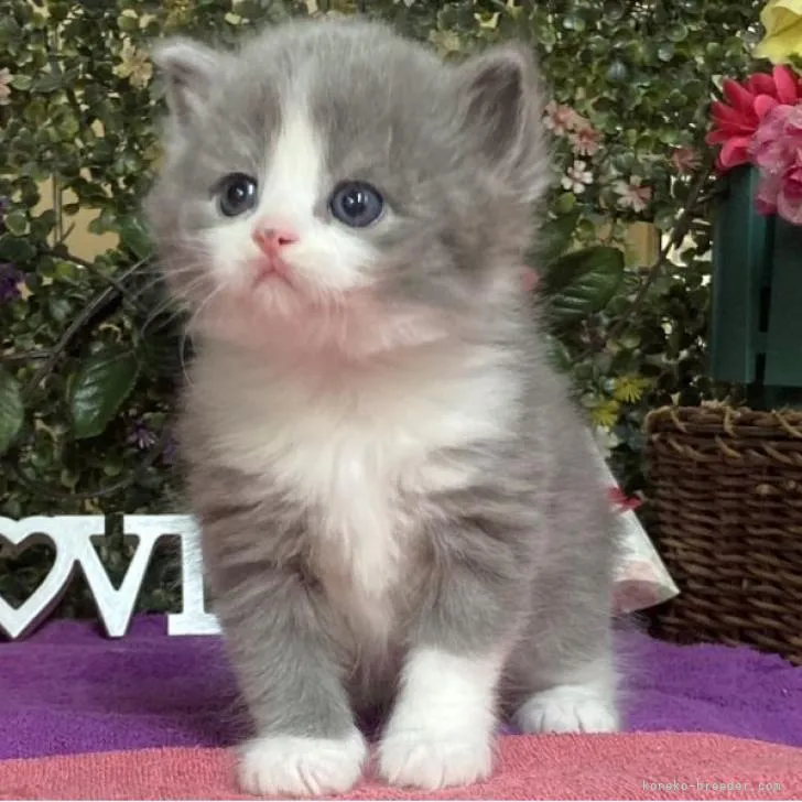 ID：2301-01854の子猫