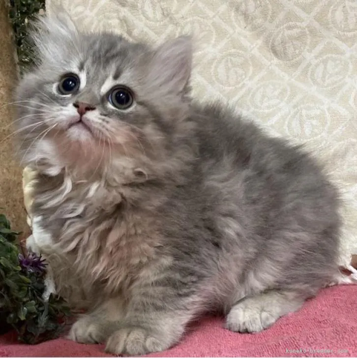 ID：2302-00216の子猫