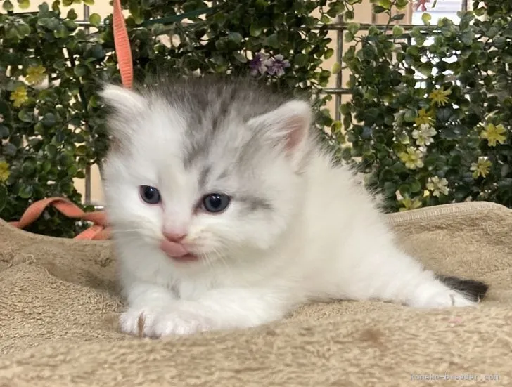 ID:2104-01841の子猫
