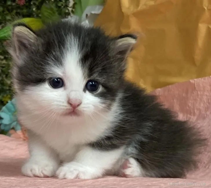 ID：2106-02512の子猫
