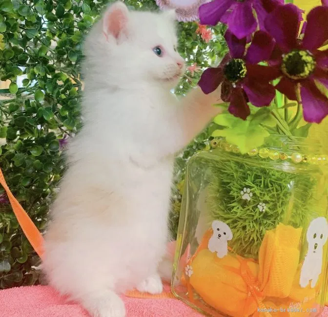 ID:2008-00251の子猫
