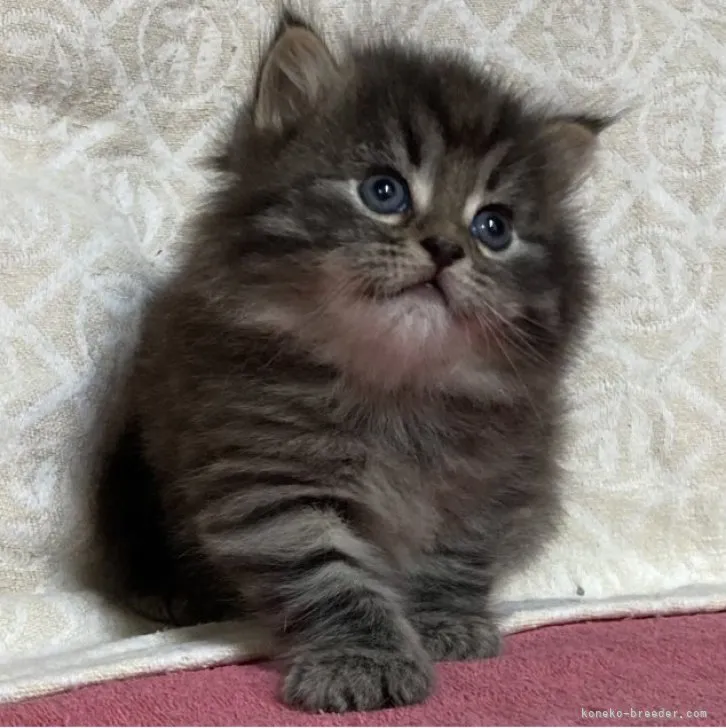 ID：2305-03220の子猫