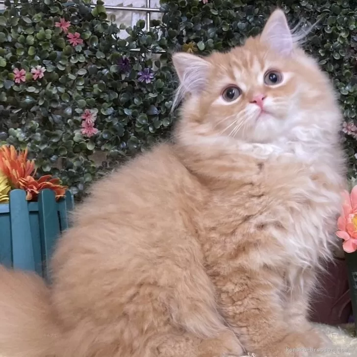 ID:2405-03951の子猫