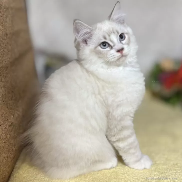 ID:2408-03139の子猫