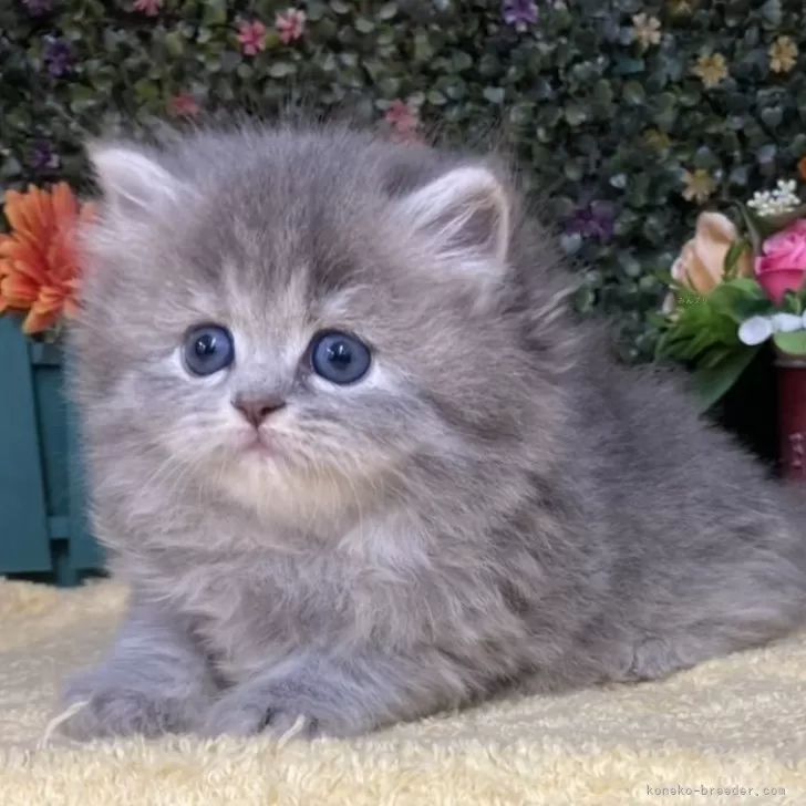ID：2405-03942の子猫