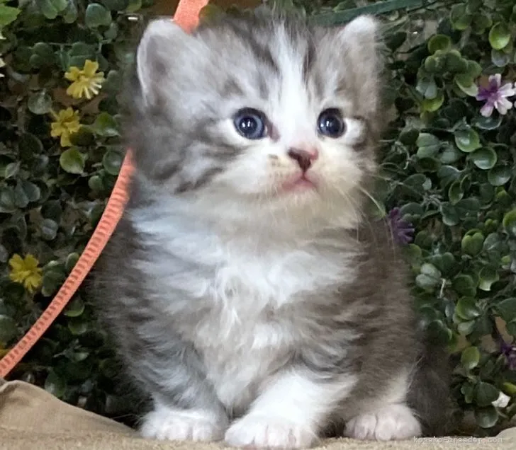 ID：2104-00766の子猫