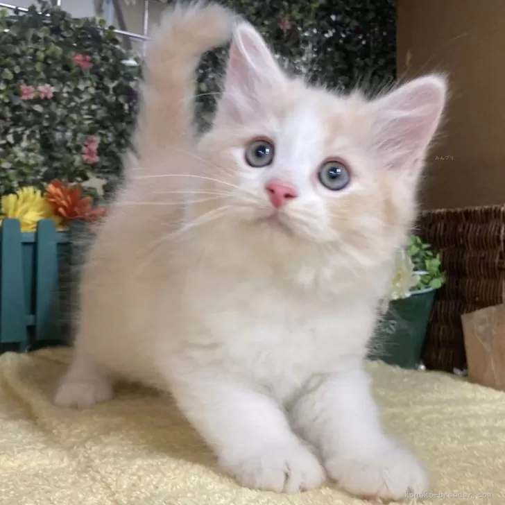 ID：2408-01049の子猫