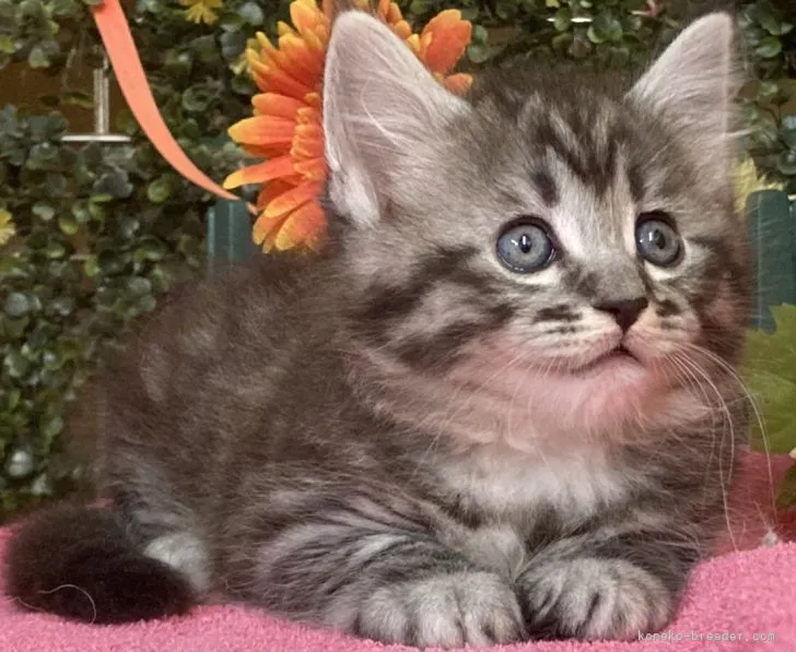 ID:2104-01880の子猫