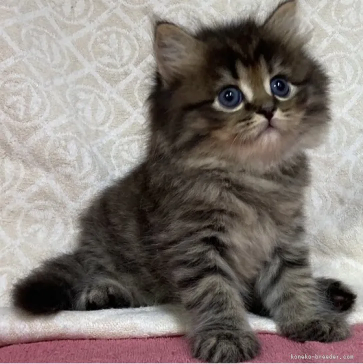 ID:2306-02984の子猫
