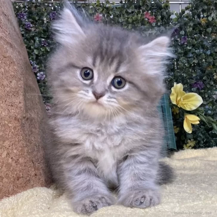 ID:2409-03100の子猫