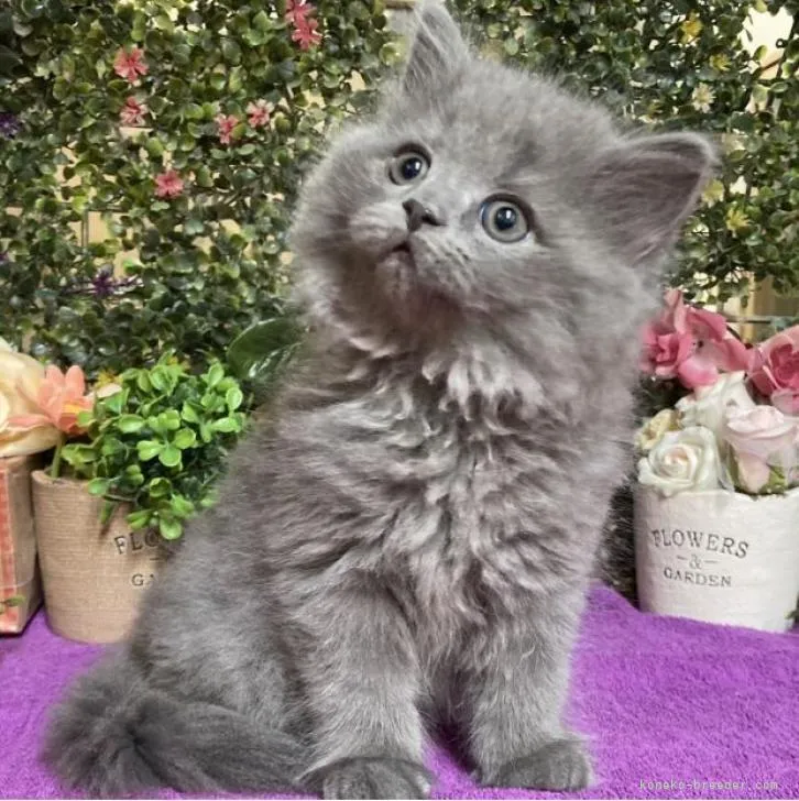 ID：2301-01853の子猫