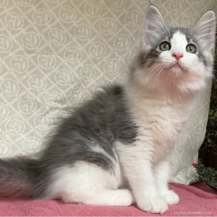 ID：2303-01076の子猫