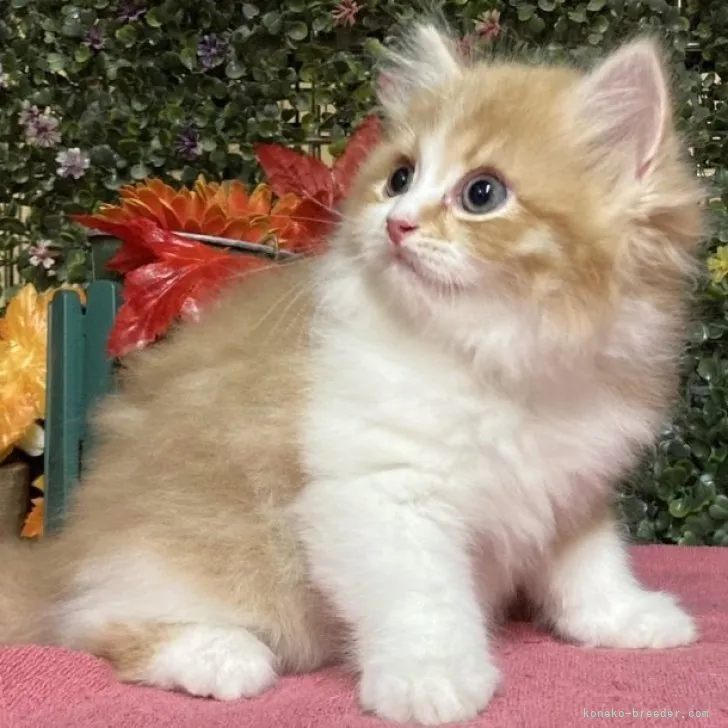 ID:2310-02744の子猫