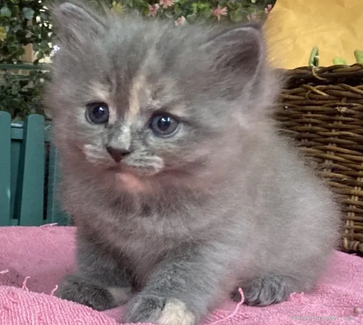 ID:2108-01832の子猫
