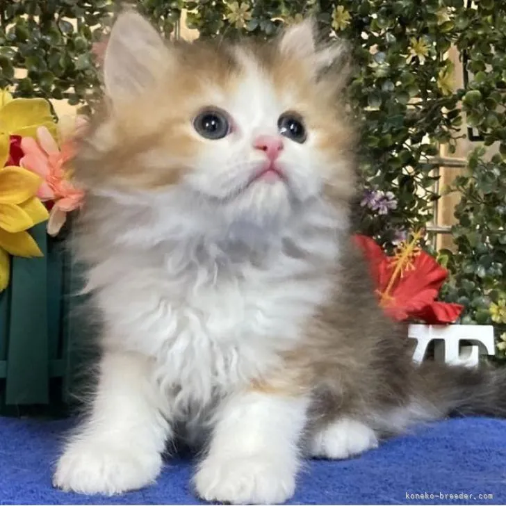 ID：2207-02479の子猫