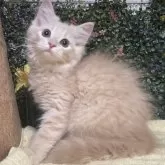 ラガマフィン【東京都・男の子・2024年4月30日・クリーム】の写真1「生後82日に撮影しました」