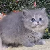 ラガマフィン【東京都・女の子・2024年4月30日・ブルーパッチド】の写真1「生後45日に撮影しました」