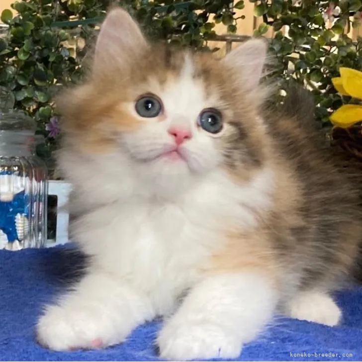 ID:2207-02480の子猫