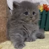 ラガマフィン【東京都・女の子・2024年9月1日・ブルー】の写真5「生後41日に撮影しました。」