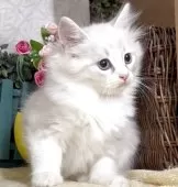 サイベリアン【東京都・女の子・2025年8月25日・ブルーポイント(ネヴァマスカレード)】の写真10「生後68日に撮影しました。」