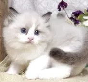 ラグドール【東京都・女の子・2025年9月1日・シールポイントバイカラー】の写真7「生後41日に撮影しました。」