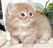 サイベリアン【東京都・男の子・2025年10月21日・レッドタビー】の写真7「生後32日に撮影しました。」