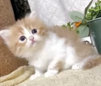 サイベリアン【東京都・男の子・2025年10月21日・レッドタビー&ホワイト】の写真10「生後32日に撮影しました。」