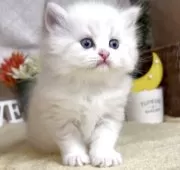 ラガマフィン【東京都・女の子・2025年4月22日・ブルーポイント】の写真9「生後38日に撮影しました♪」