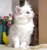 サイベリアン【東京都・女の子・2025年8月25日・ブルーポイント(ネヴァマスカレード)】の写真11「生後68日に撮影しました。」