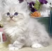 サイベリアン【東京都・女の子・2025年8月25日・ブルーポイント(ネヴァマスカレード)】の写真9「生後47日に撮影しました。」