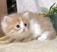 サイベリアン【東京都・男の子・2025年10月21日・レッドタビー&ホワイト】の写真11「生後32日に撮影しました。」