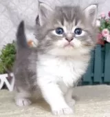 サイベリアン【東京都・女の子・2025年8月25日・ブルータビー&ホワイト】の写真9「生後36日に撮影しました。」