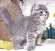 サイベリアン【東京都・男の子・2025年5月30日・ブルータビー】の写真3「最後57日に撮影しました。」