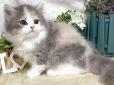 ラガマフィン【東京都・女の子・2025年5月7日・ダイリュートキャリコ】の写真11「生後44日に撮影しました。」