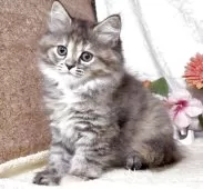 サイベリアン【東京都・女の子・2025年5月30日・ブラウンパッチドタビー】の写真2「最後57日に撮影しました。」