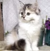 サイベリアン【東京都・女の子・2025年8月9日・キャリコ(三毛猫)】の写真5「生後89日に撮影しました。」