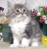 サイベリアン【東京都・女の子・2025年8月25日・ブルータビー&ホワイト】の写真2「生後61日に撮影しました。」