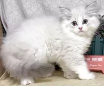 ラガマフィン【東京都・女の子・2025年4月22日・ブルーポイント】の写真4「生後66日に撮影しました。」