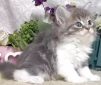 サイベリアン【東京都・女の子・2025年8月25日・ブルータビー&ホワイト】の写真8「生後47日に撮影しました。」